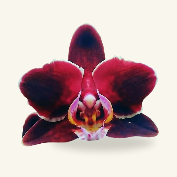 BLACK ORCHID