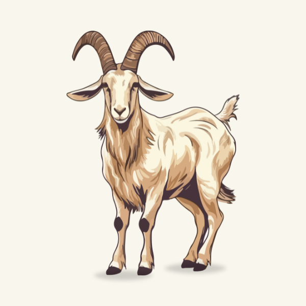 GOAT MILK 