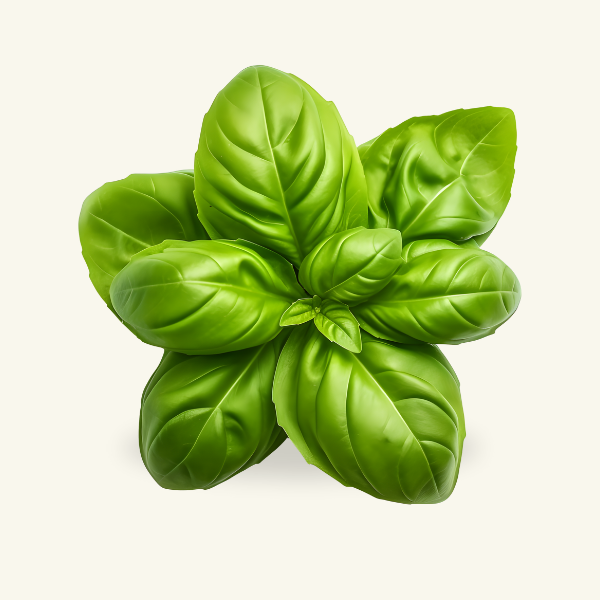 BASIL SWEET