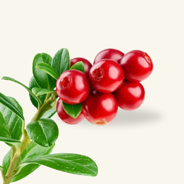 BEAR BERRY