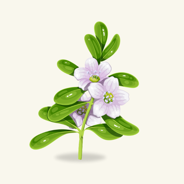 BRAHMI