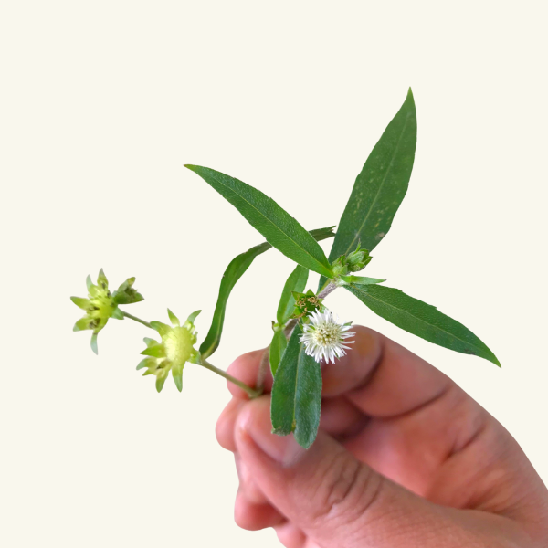BHRINGRAJ