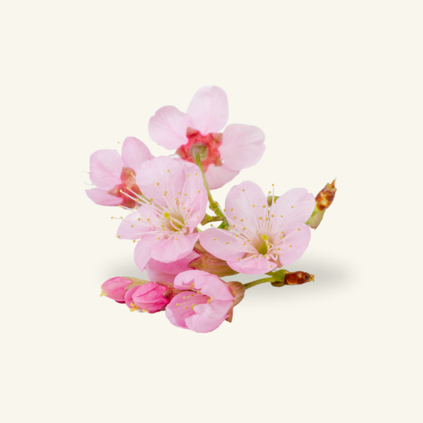 CHERRY BLOSSOM
