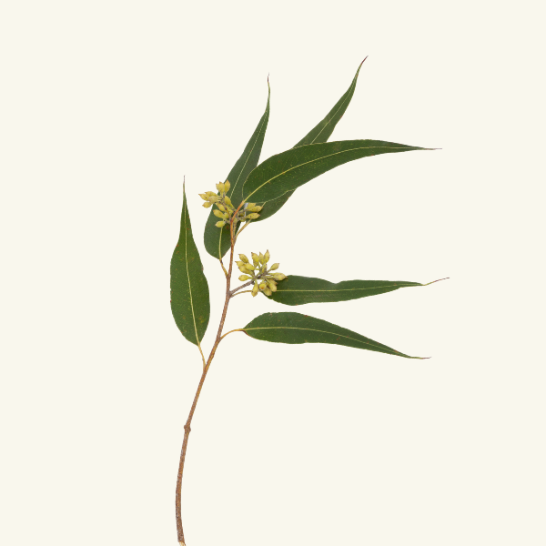EUCALYPTUS