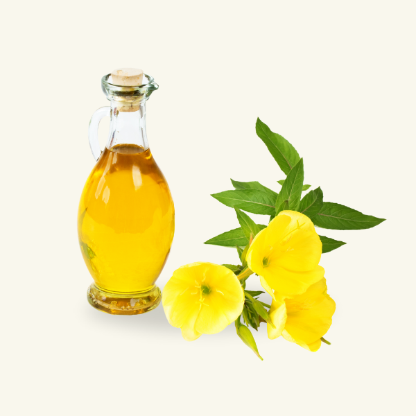 EVENING PRIMROSE
