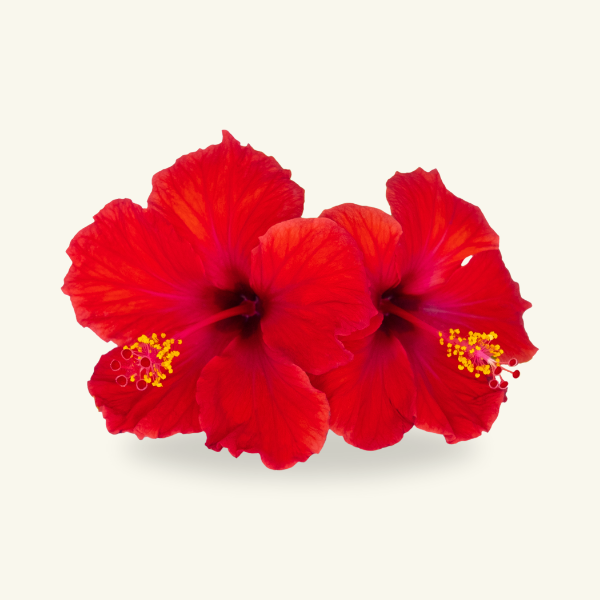 HIBISCUS