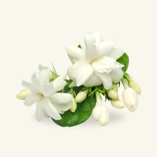 JASMINE