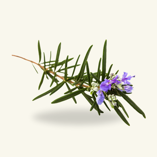 ROSEMARY