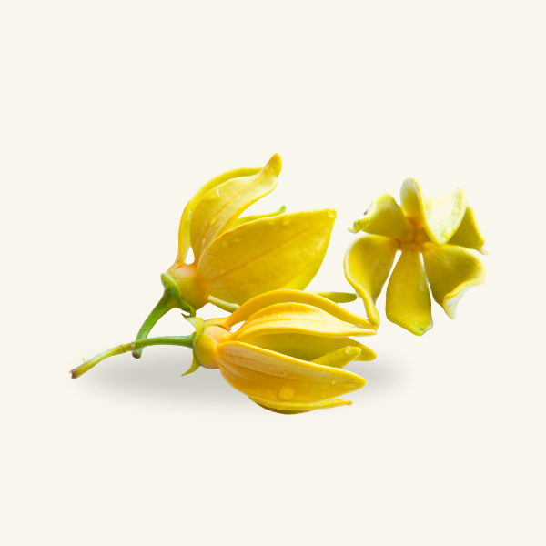 YLANG YLANG