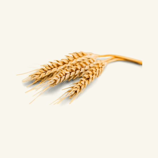 WHEAT GERM